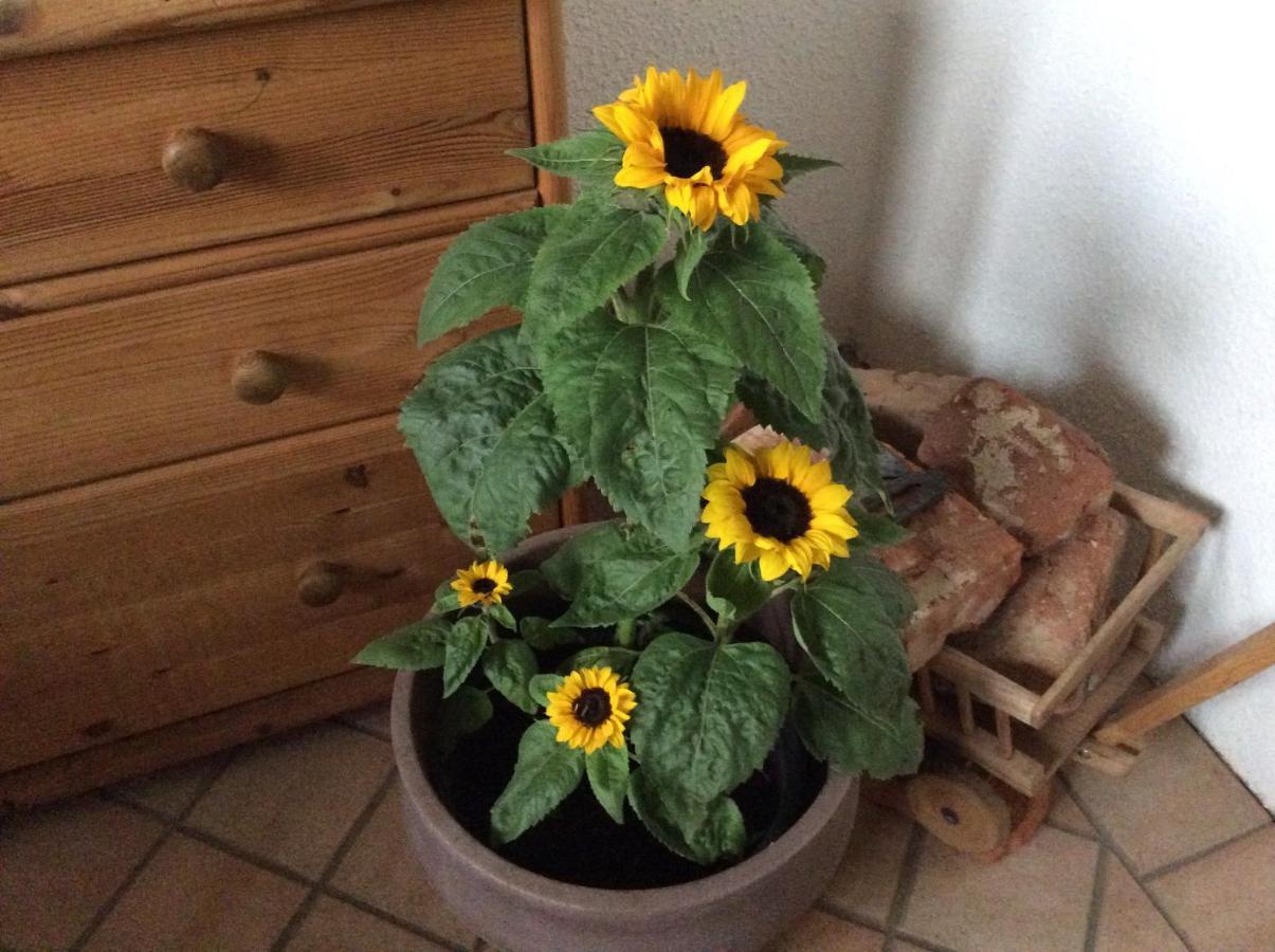 Farm stay Ferienbauernhof Koller