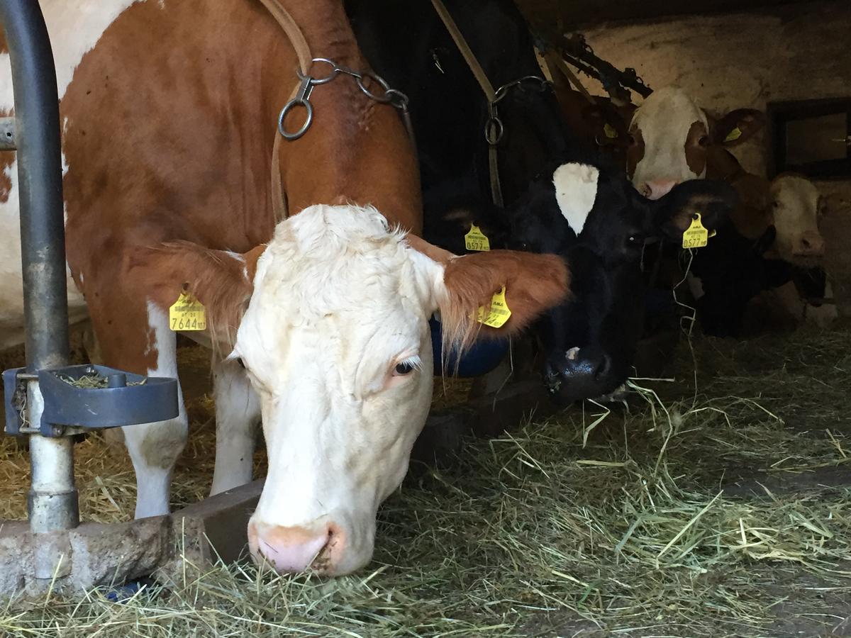 Ferienbauernhof Koller Farm stay *