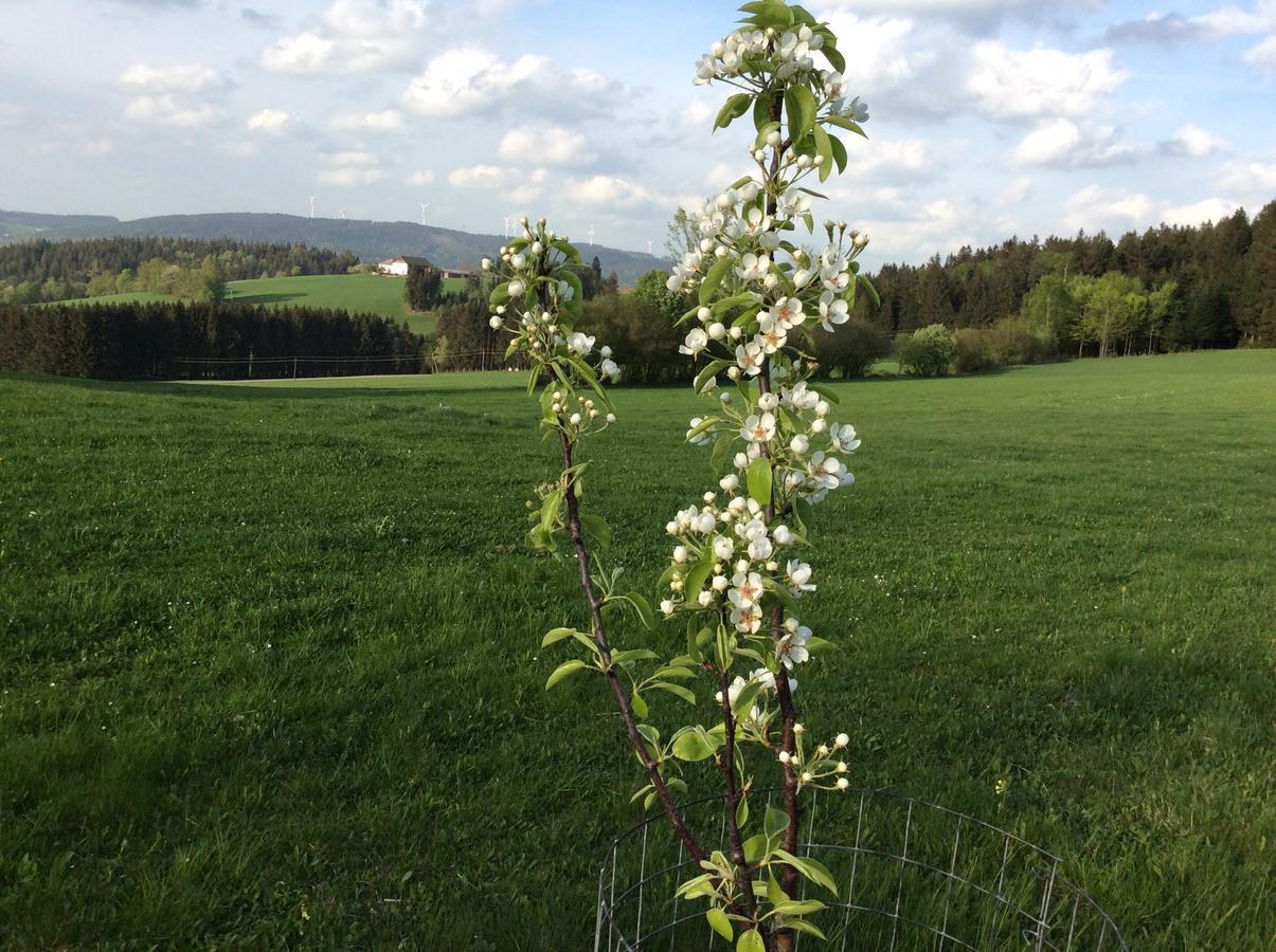 Ferienbauernhof Koller Farm stay *